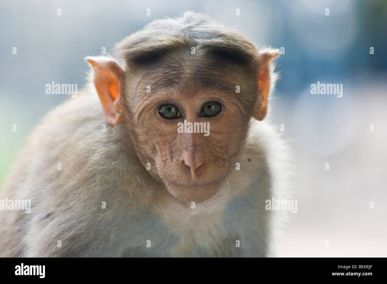 Macaco Rhesus monkey presso Sri Jalagandeeswarar tempio all'interno di Vellore Fort in India Vellore Foto Stock