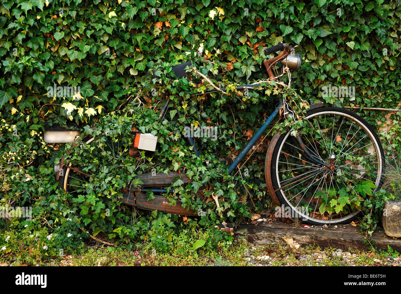 Bicicletta ricoperta da edera (Hedera helix), High Street, Hemingford grigio, Cambridgeshire, England, Regno Unito, Europa Foto Stock