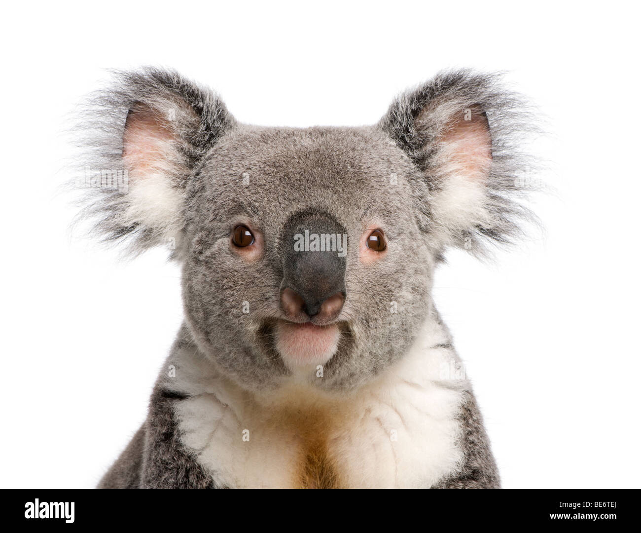 Ritratto di maschio orso Koala, Phascolarctos cinereus, 3 anni, di fronte a uno sfondo bianco, studio shot Foto Stock