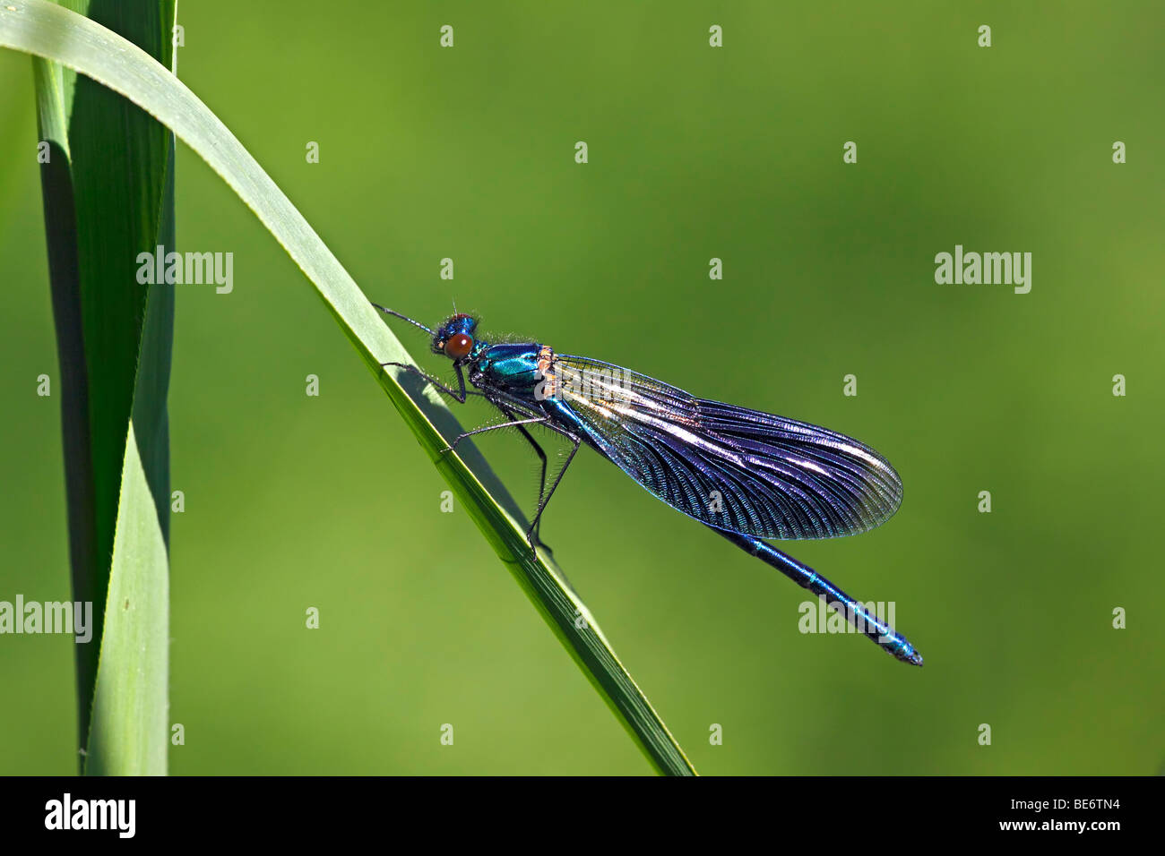 Maschio Blackwing nastrati, nastrati Demoiselle (Calopteryx splendens), nastrati (Agrion Agrion splendens) damselfly Foto Stock