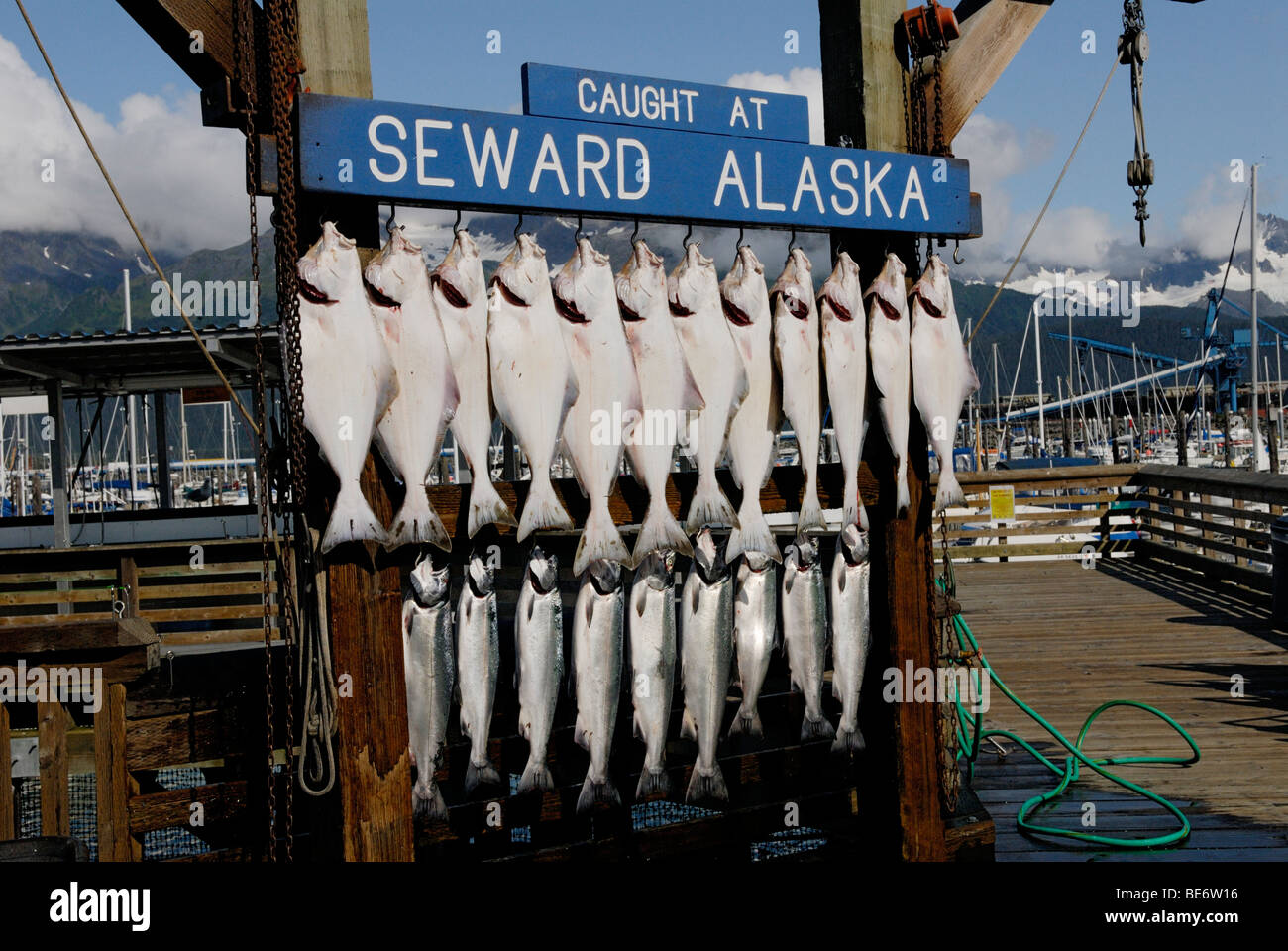 Halibut, Hippoglossus stenolepis e catture di salmone da una barca a noleggio, Seward, Alaska Foto Stock