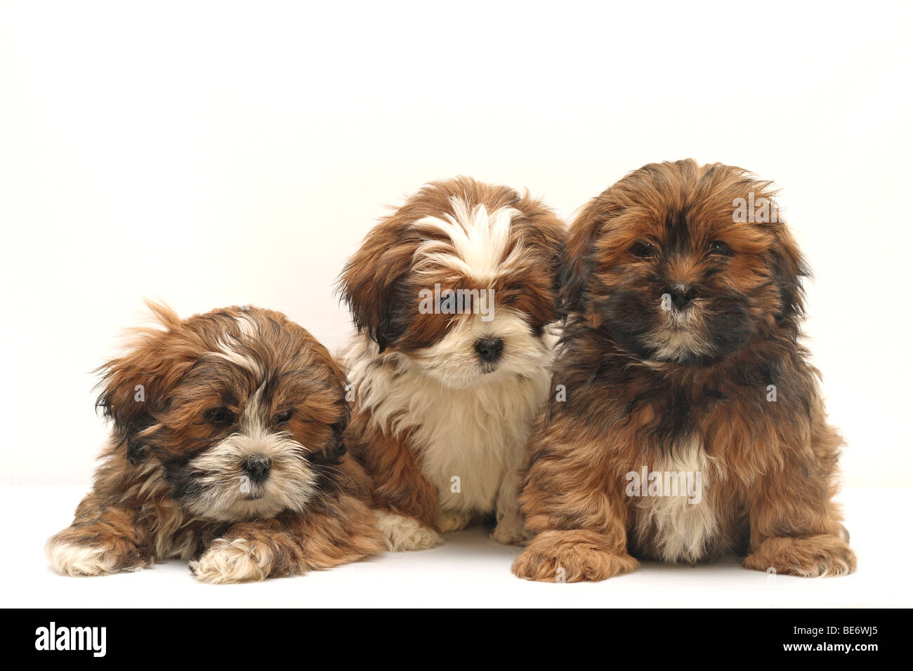 3 Lhasa Apso cuccioli, 8 settimane Foto Stock