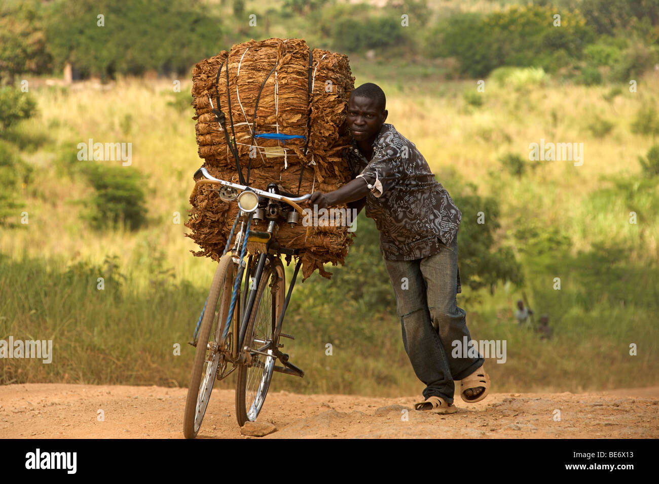 L'uomo spingendo una bicicletta laden con il tabacco in Uganda. Foto Stock