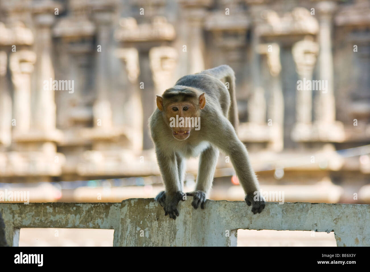 Macaco Rhesus monkey presso Sri Jalagandeeswarar tempio all'interno di Vellore Fort in India Vellore Foto Stock