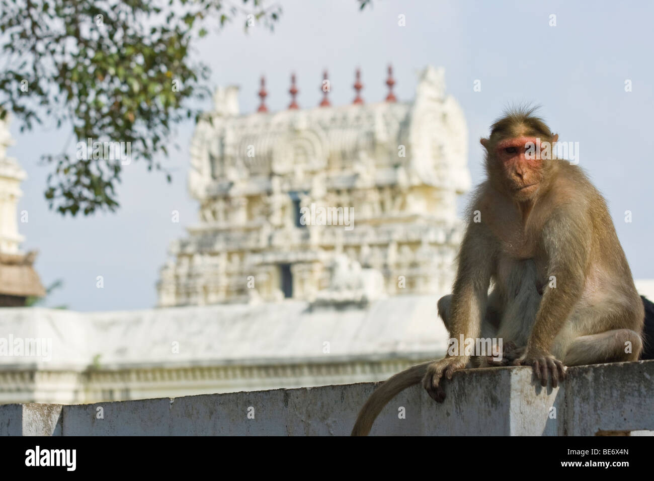 Macaco Rhesus monkey presso Sri Jalagandeeswarar tempio all'interno di Vellore Fort in India Vellore Foto Stock