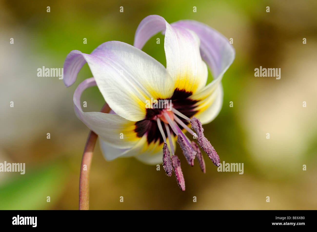 Fioritura di Henderson Fawn Lily (Erythronium hendersonii) Foto Stock