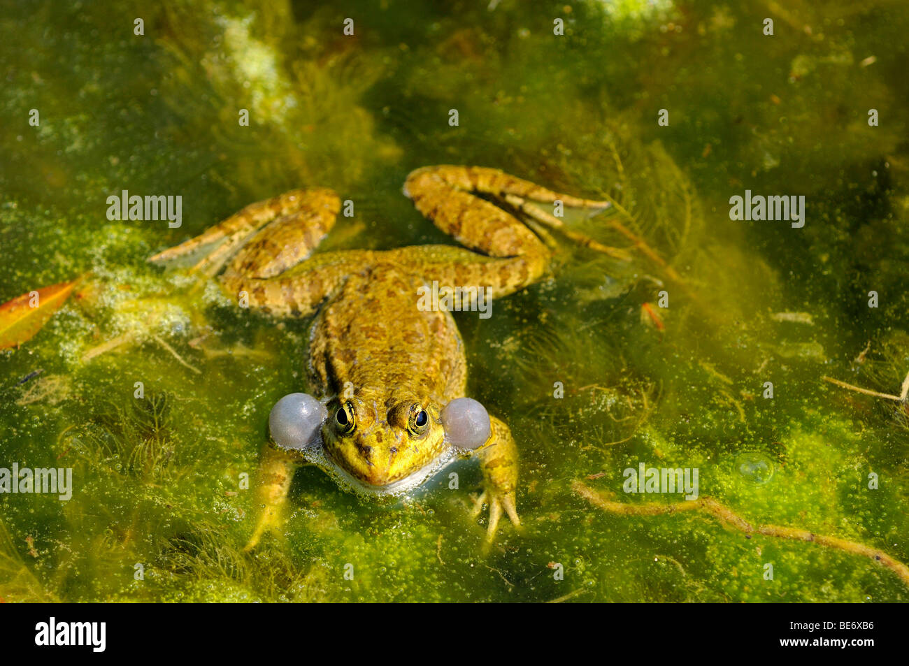 Stagno maschio rana o la Rana Verde (Rana kl. Esculenta) Foto Stock