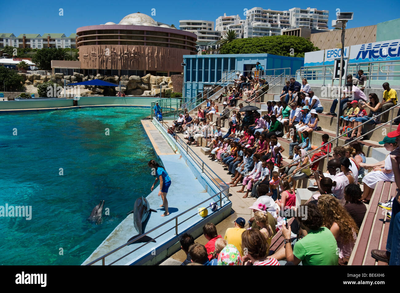 Spettacolo di Delfini, Oceanarium Bayworld, Port Elizabeth, Sud Africa Foto Stock