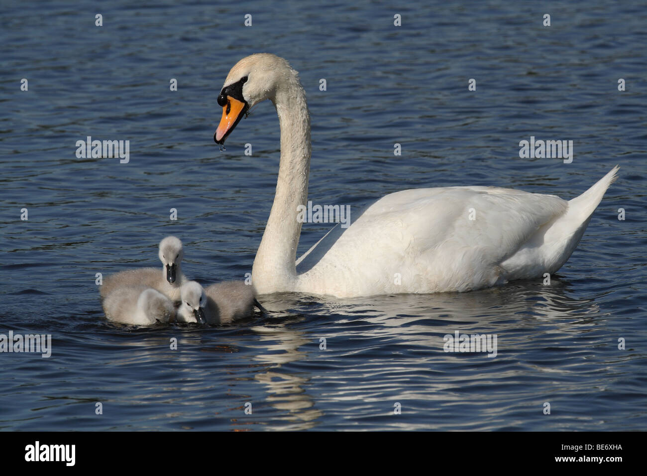 Cigni e prestampati (Cygnus olor) nuoto su stagno a Richmond-upon-Thames, Surrey. Foto Stock