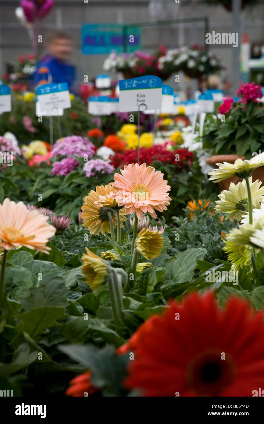 California Pack Trials, annuale fiori in mostra a Goldsmith semi, Gilroy Foto Stock