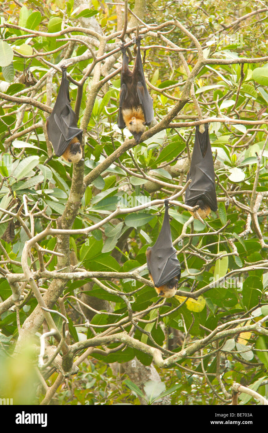 Gruppo di Madagascar volpi volanti Foto Stock