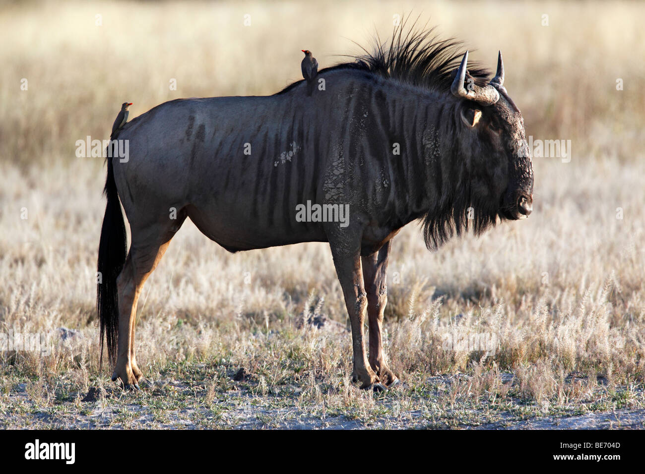 Blue Gnu (Connochaetes taurinus) con uccelli Oxpecker alimentare su parassiti nella sua pelliccia - nel Parco Nazionale di Etosha in Namibia Foto Stock
