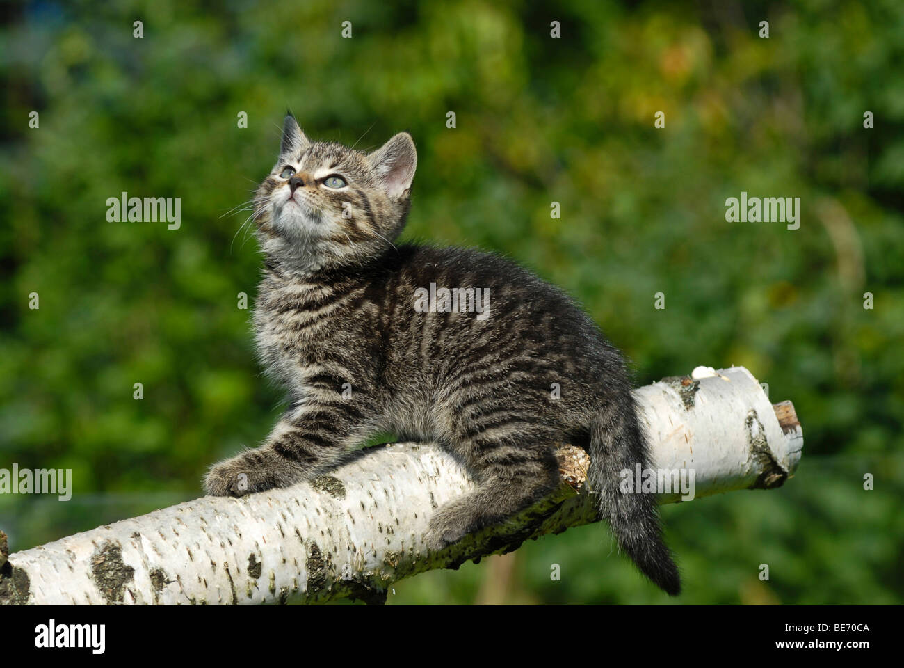 Il gatto domestico, gattino salendo su un registro di betulla Foto Stock