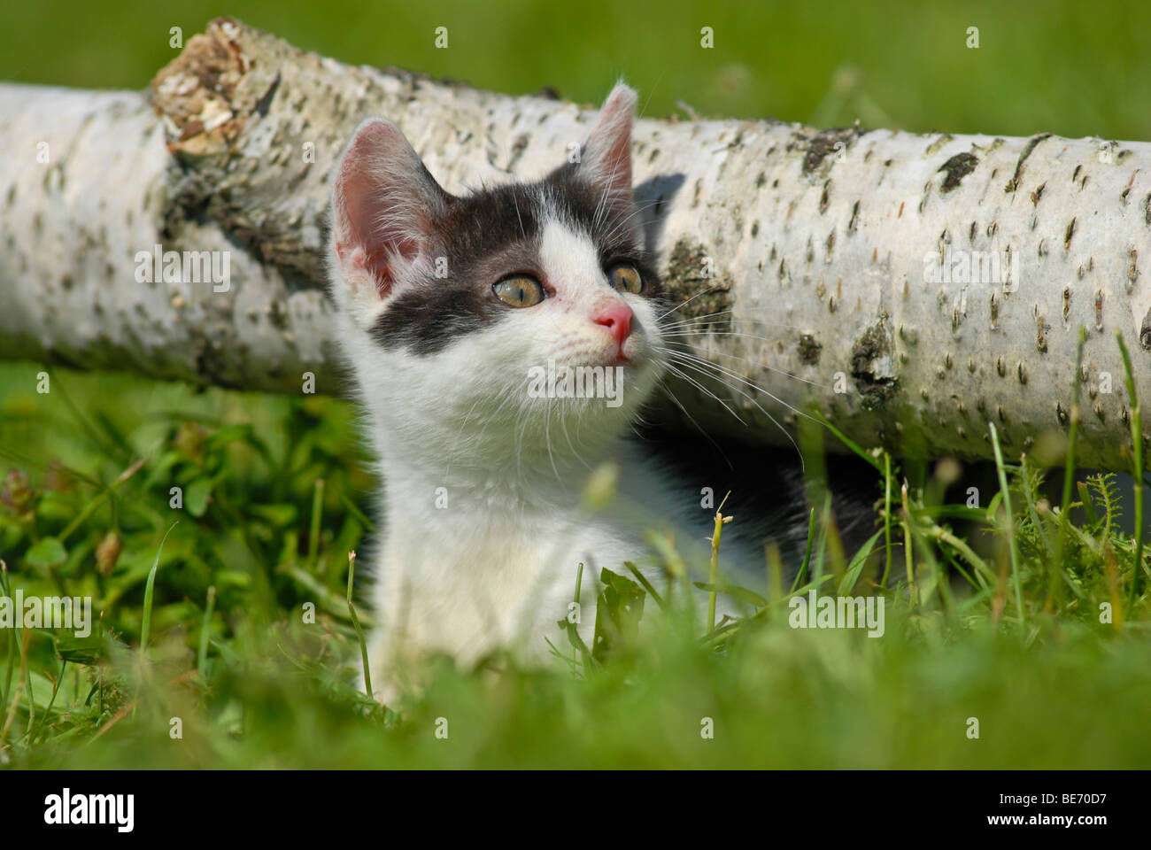 Il gatto domestico, gattino squatting in un registro di betulla Foto Stock