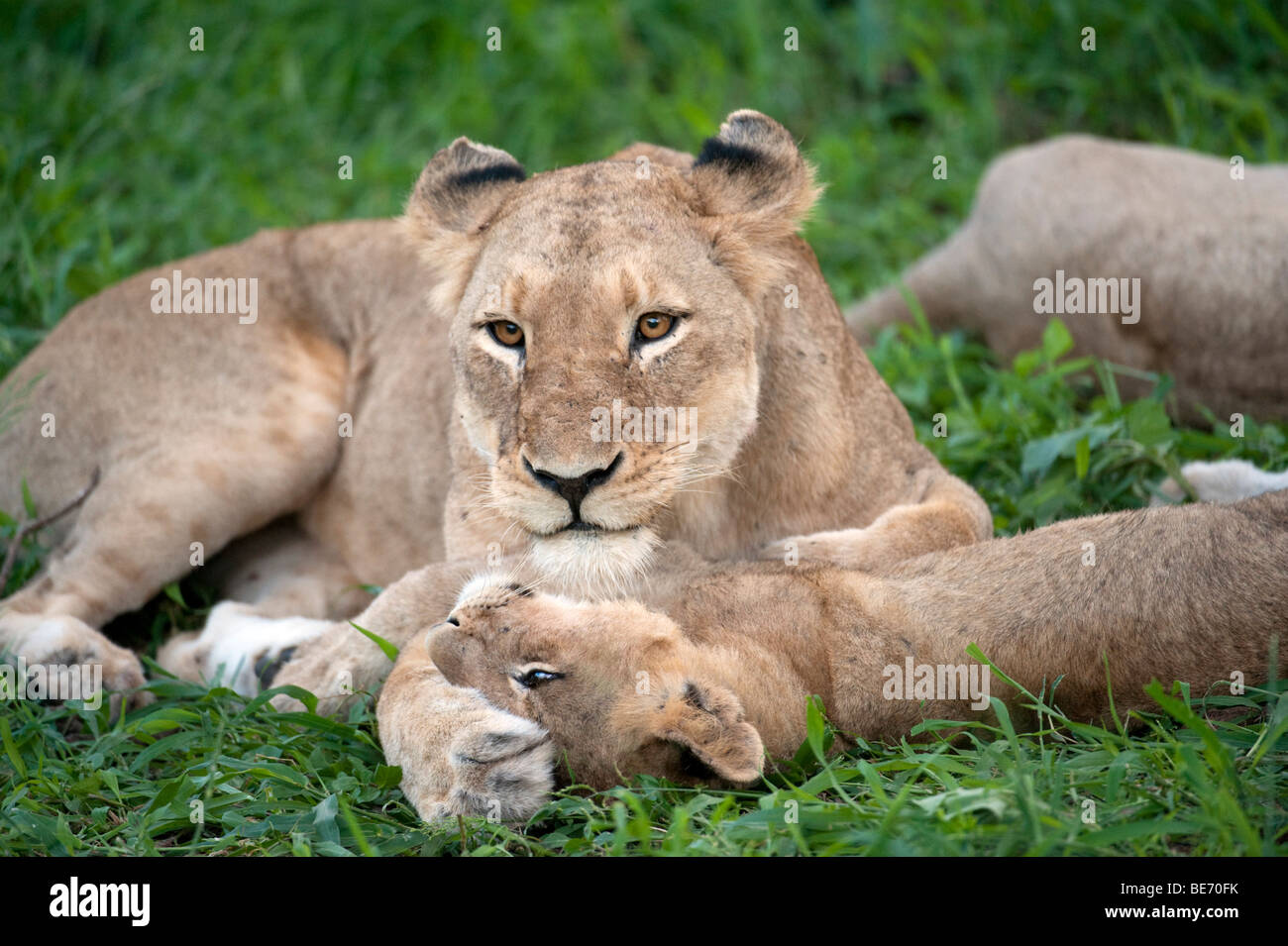 Lion giocando con cub (Panthero leo), Kruger National Park, Sud Africa Foto Stock