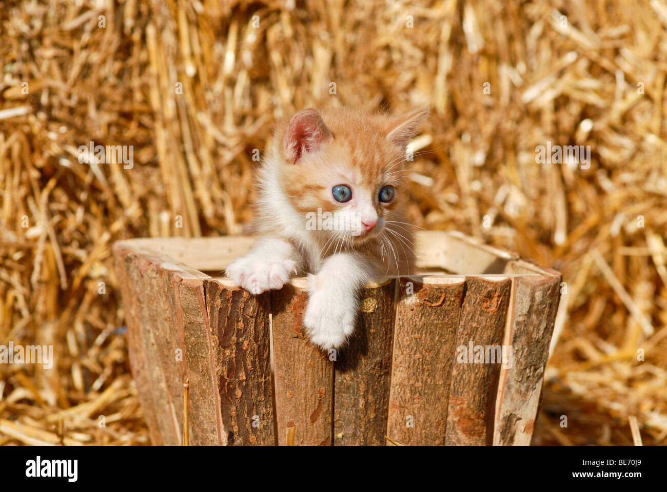 Il gatto domestico, gattino in una scatola di legno nella parte anteriore della paglia Foto Stock