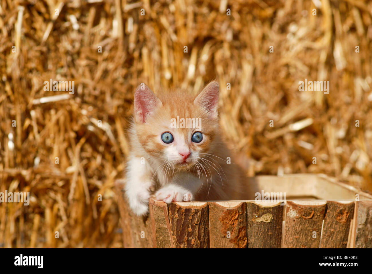 Il gatto domestico, gattino in una scatola di legno nella parte anteriore della paglia Foto Stock