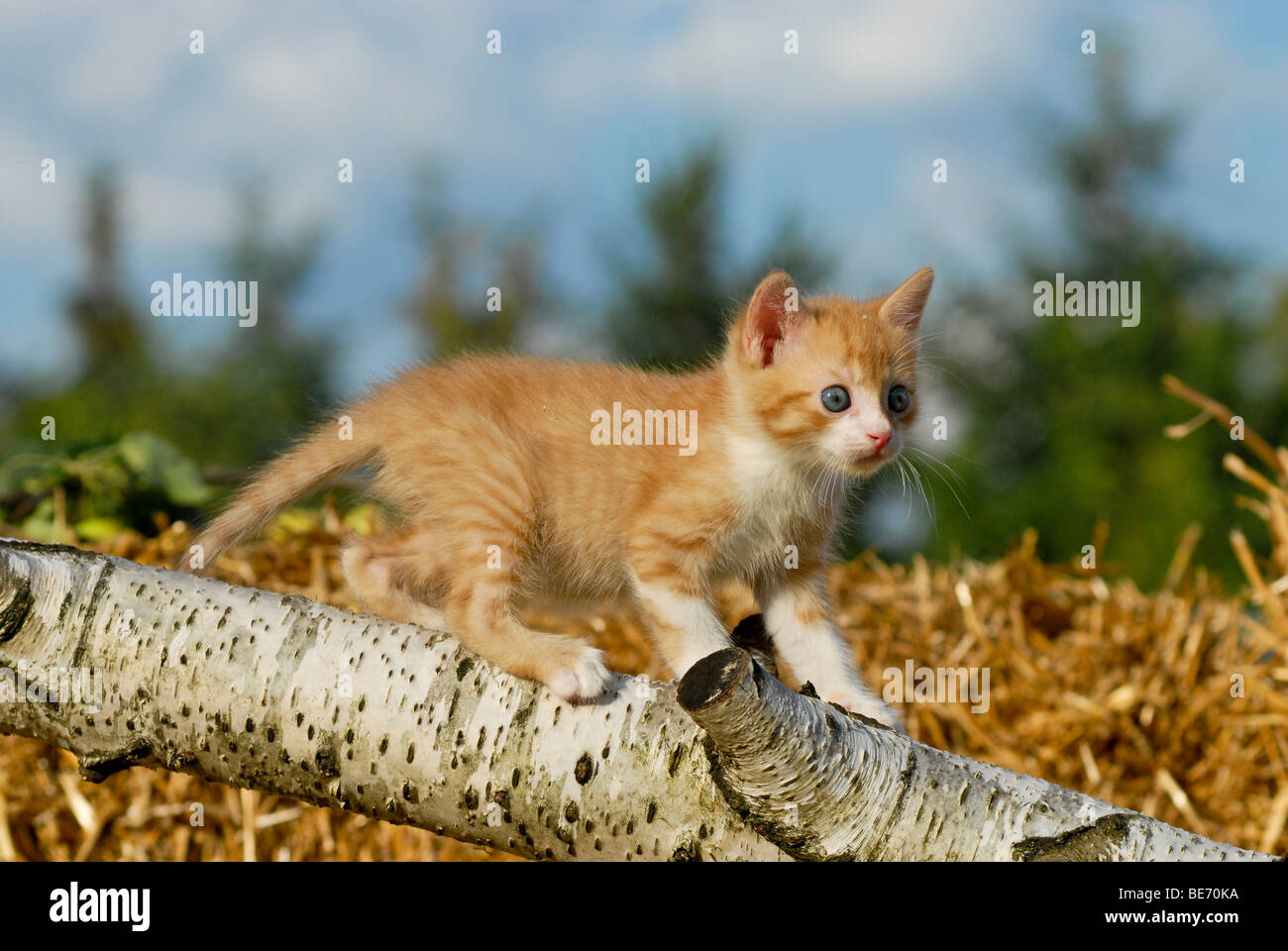 Il gatto domestico, gattino salendo su un registro di betulla Foto Stock