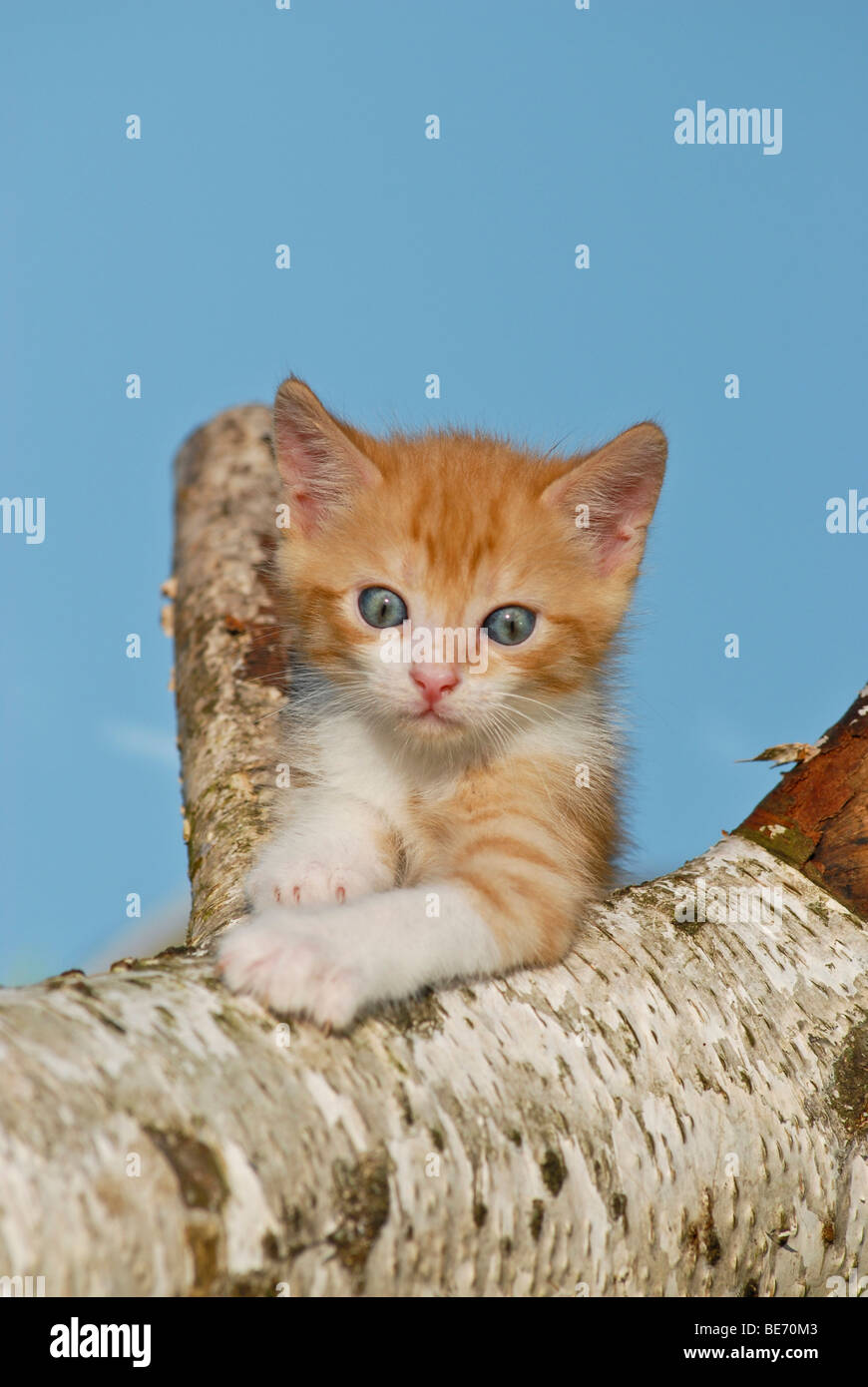 Il gatto domestico, gattino salendo su un registro di betulla Foto Stock