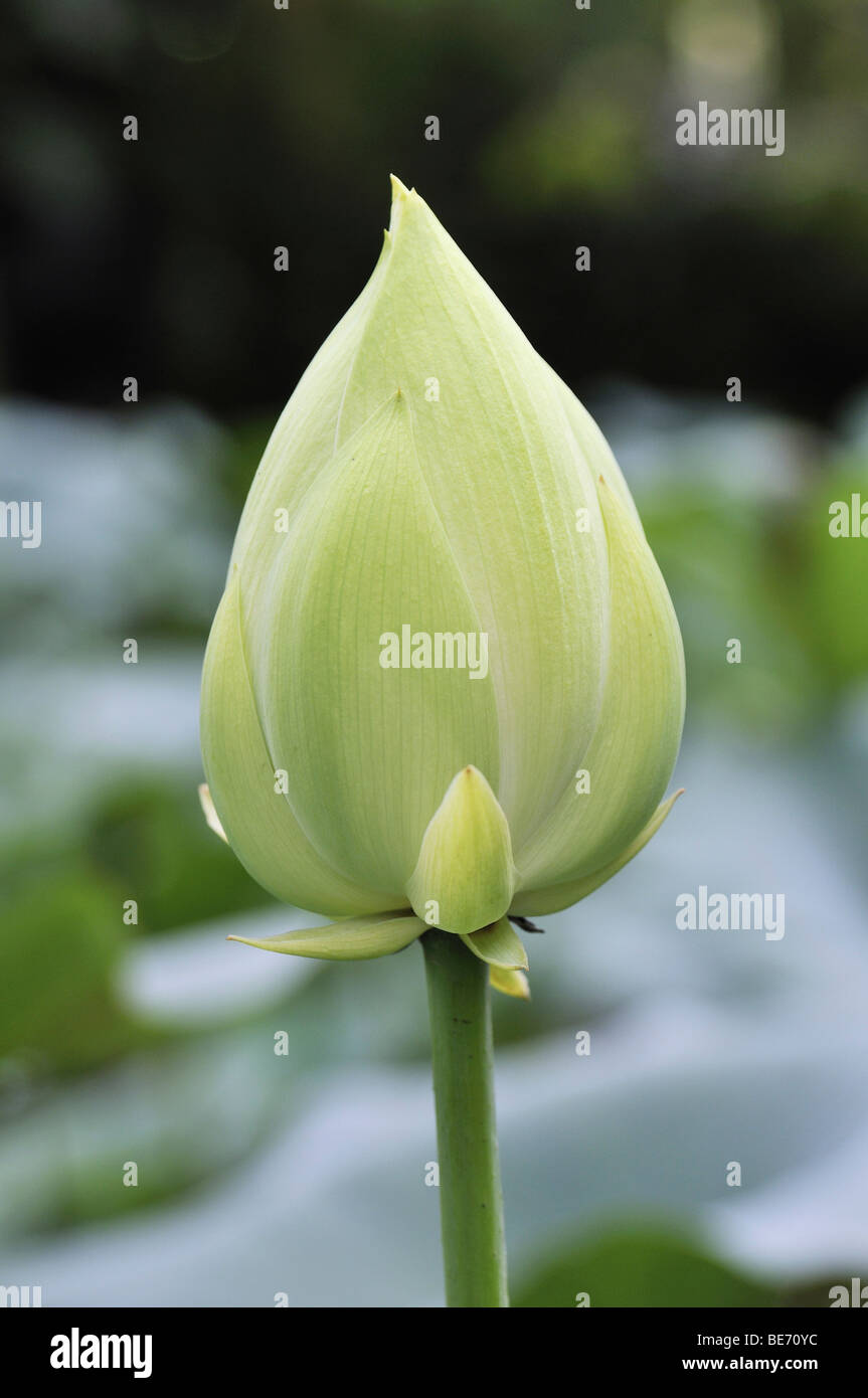 Fiore di loto (Nelumbo nucifera), bud Foto Stock
