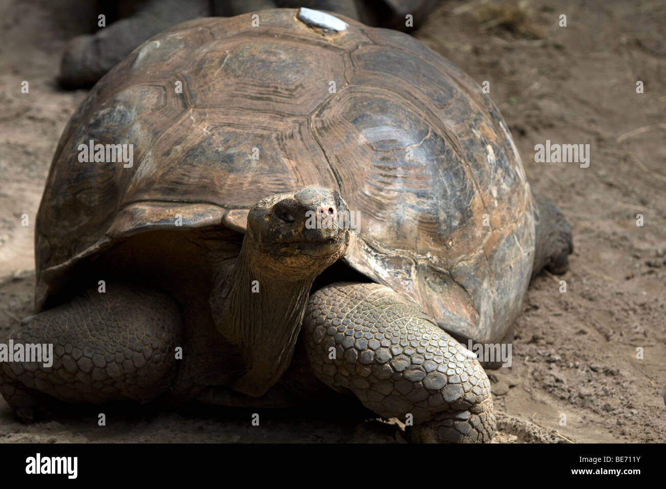 Accoppiamento stagione ha iniziato a. Foto Stock