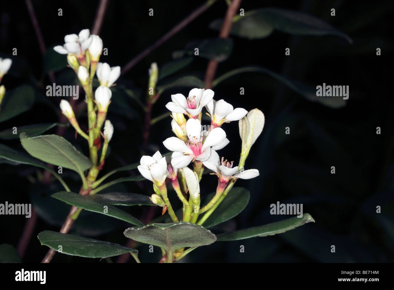 Yeddo/Yedda fiori di biancospino - Rhaphiolepis umbellata- famiglia delle Rosacee Foto Stock