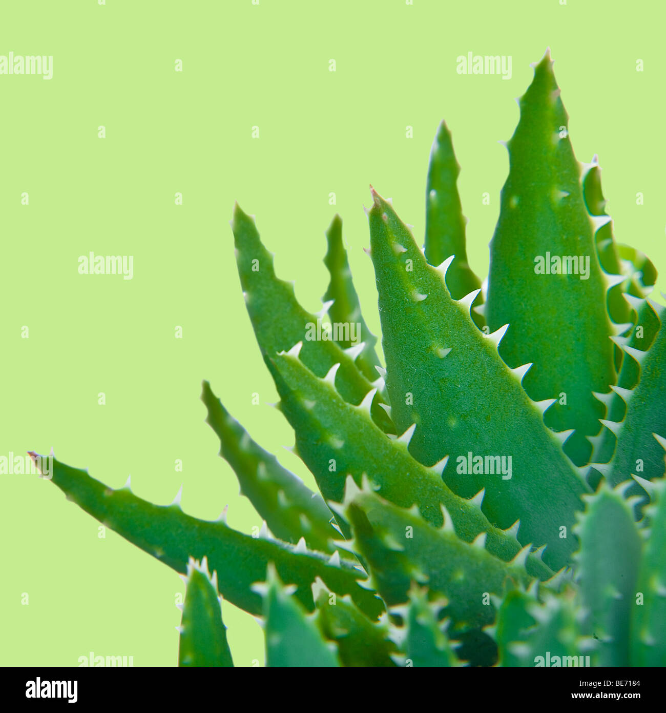 Close up di aloe vera impianto su sfondo verde shot in studio Foto Stock
