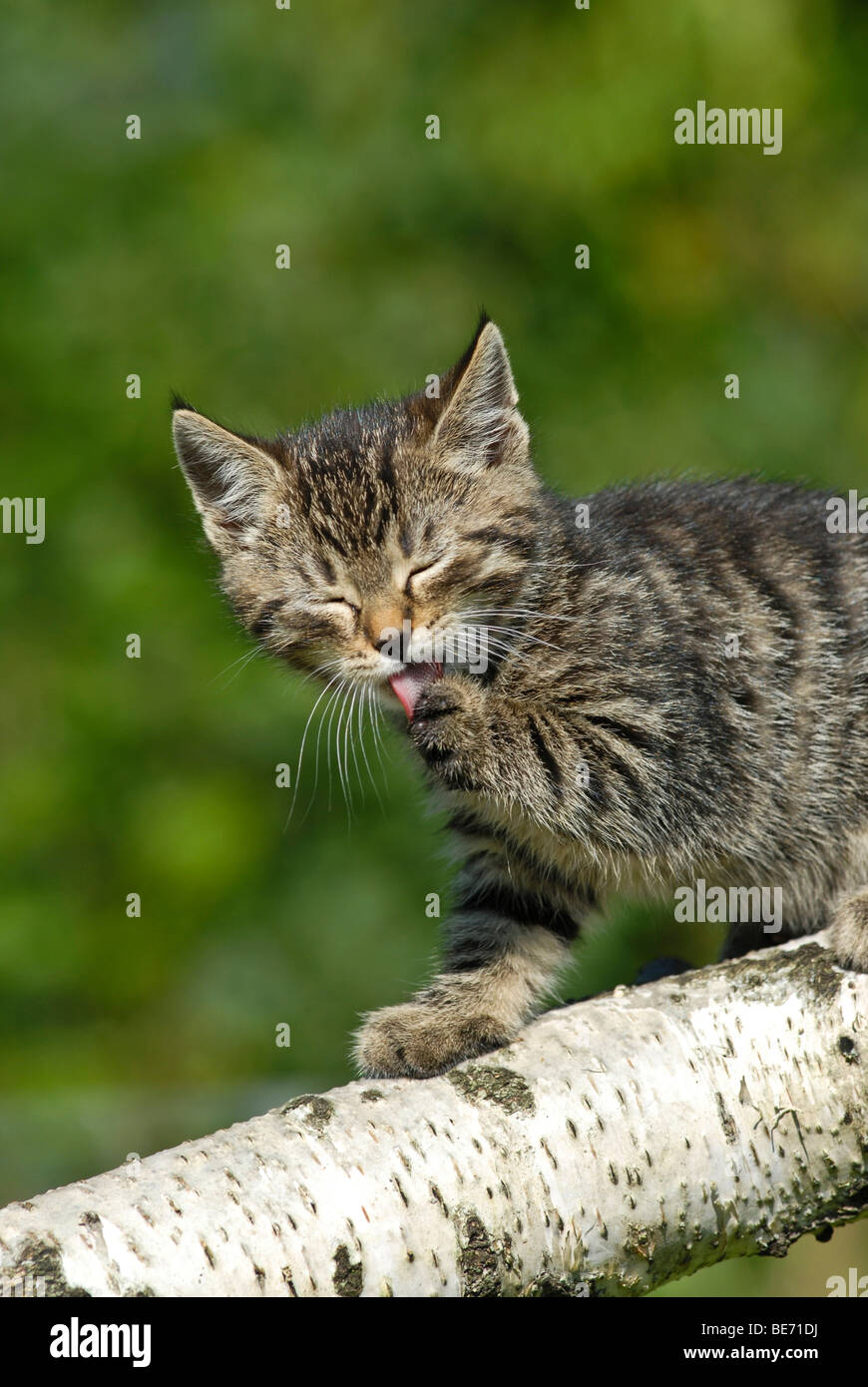 Il gatto domestico, gattino salendo su un registro di betulla Foto Stock