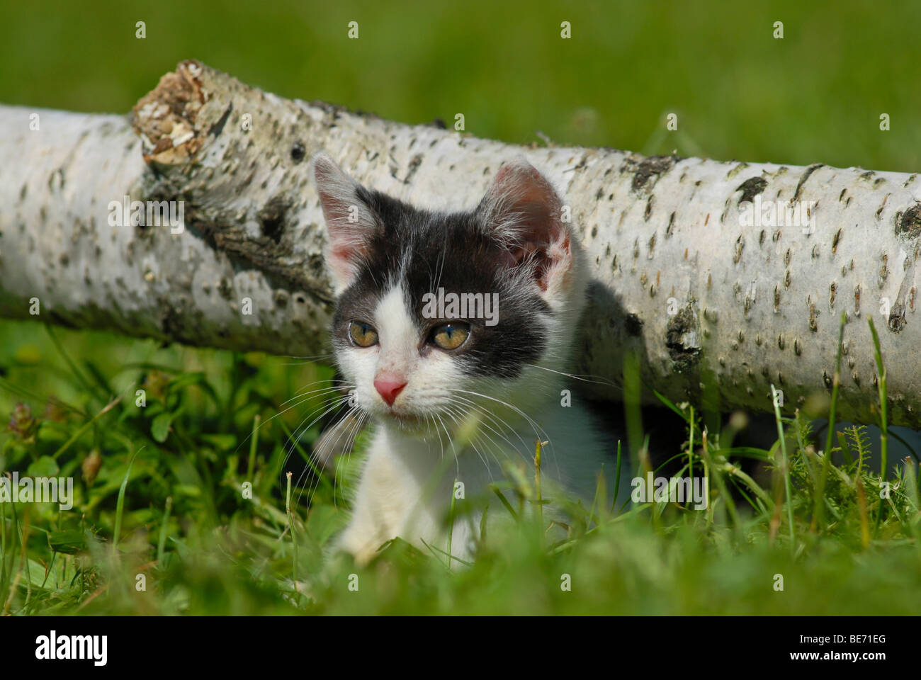 Il gatto domestico, gattino squatting in un registro di betulla Foto Stock