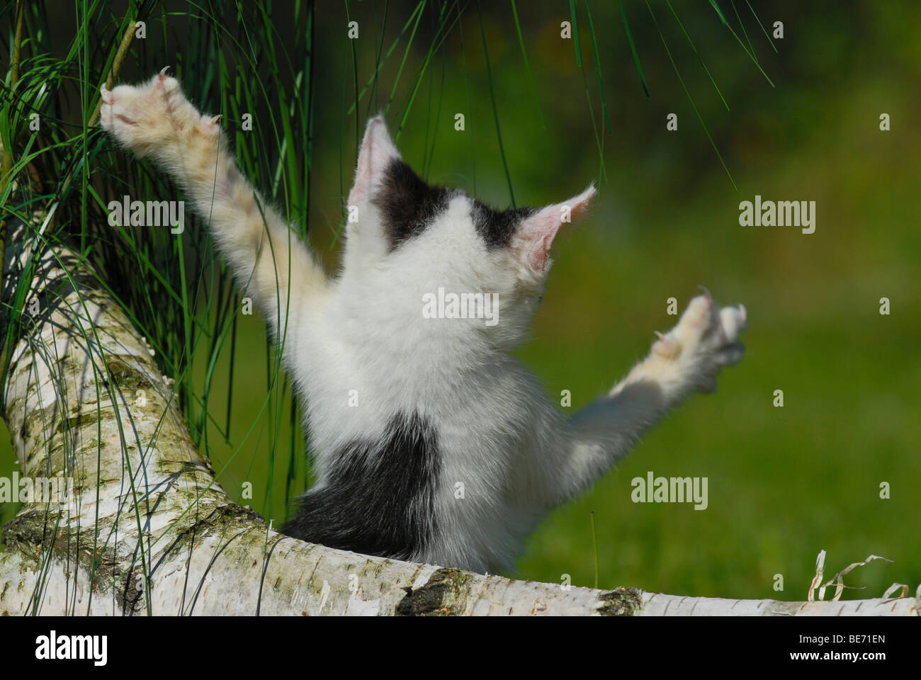 Il gatto domestico, Gattino con le sue zampe anteriori in aria, visto da dietro Foto Stock