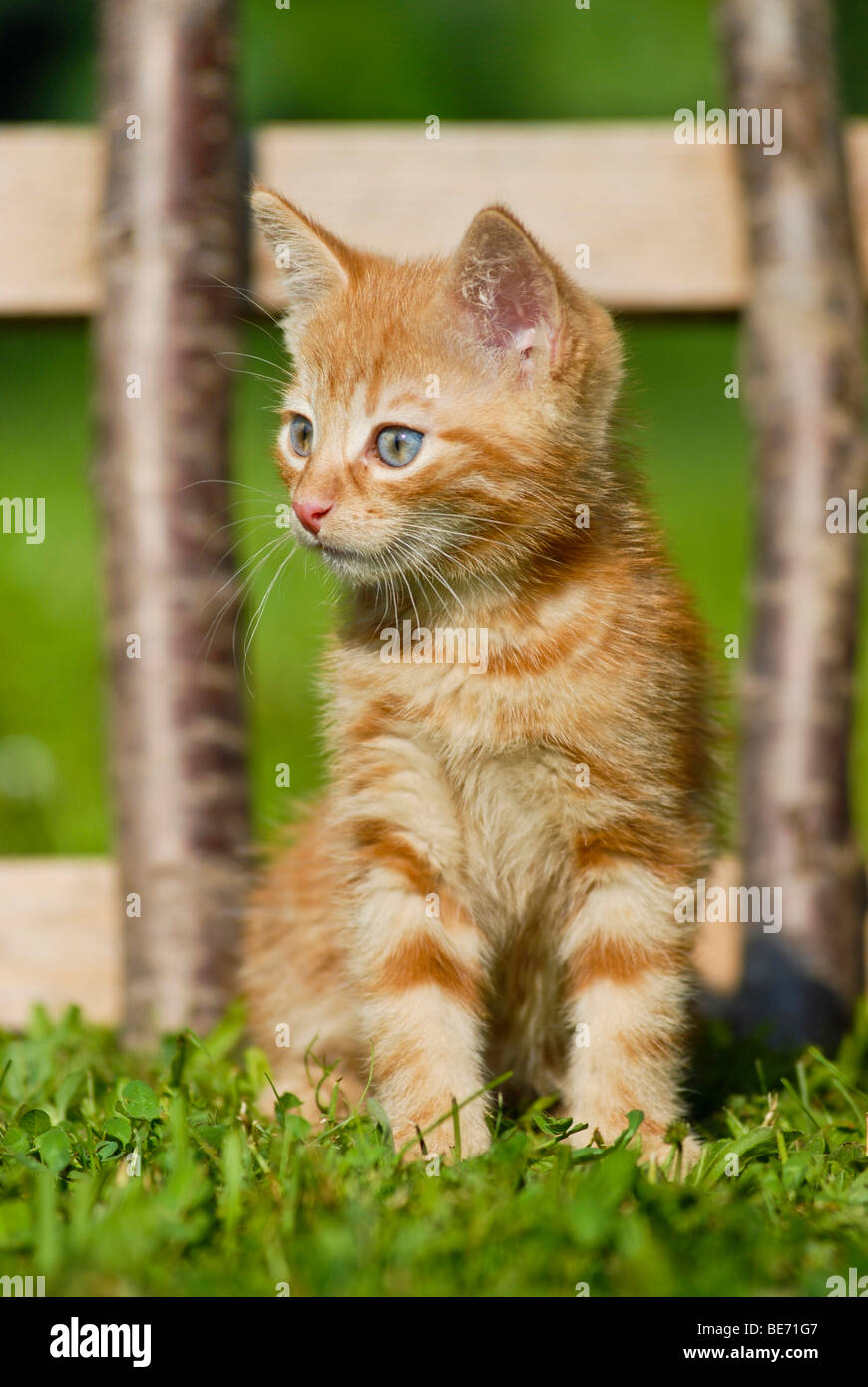 Il gatto domestico, gattino, seduto di fronte a una recinzione di legno Foto Stock