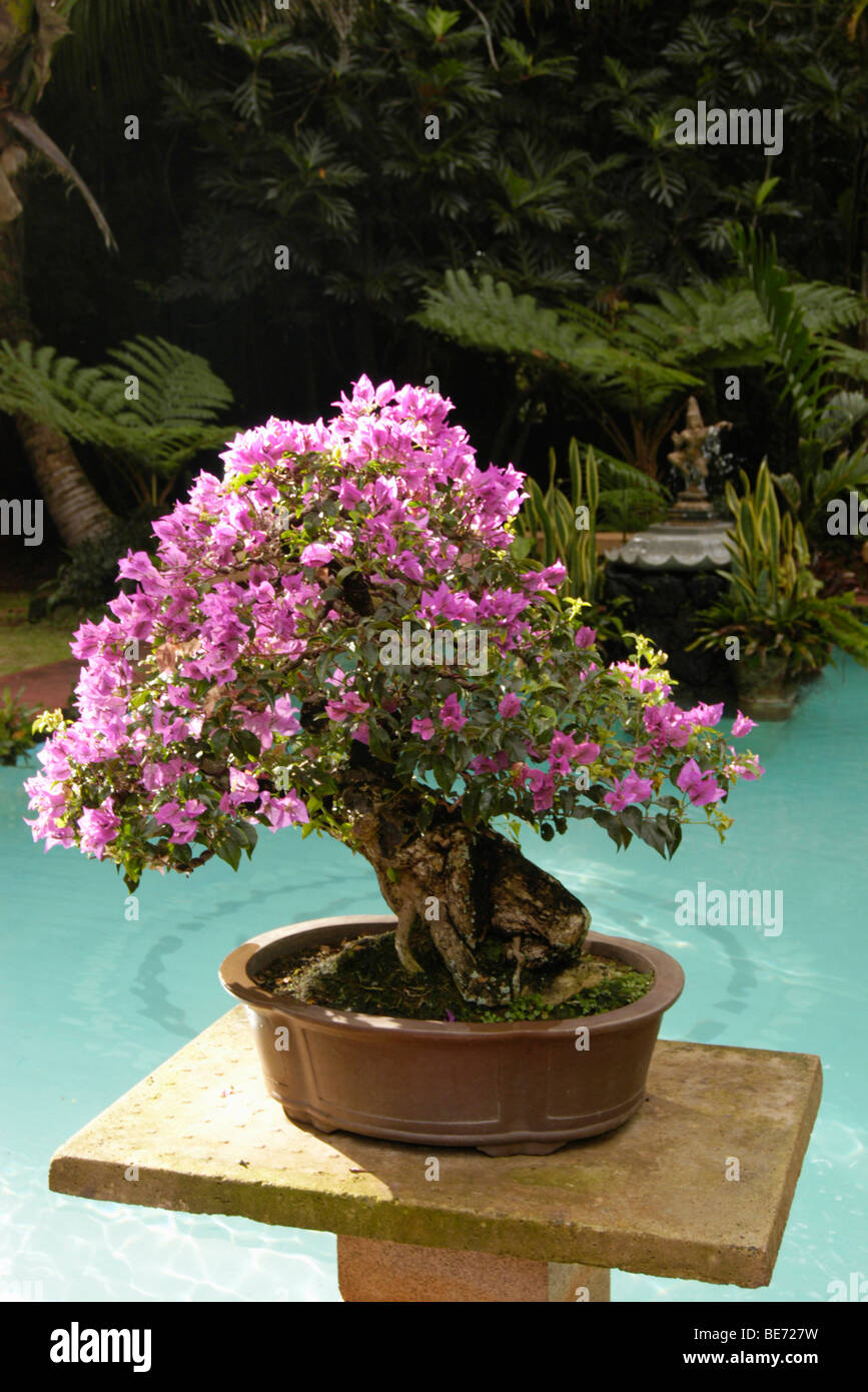 Impianto Bonzai davanti alla piscina a Kauai monastero indù Foto Stock