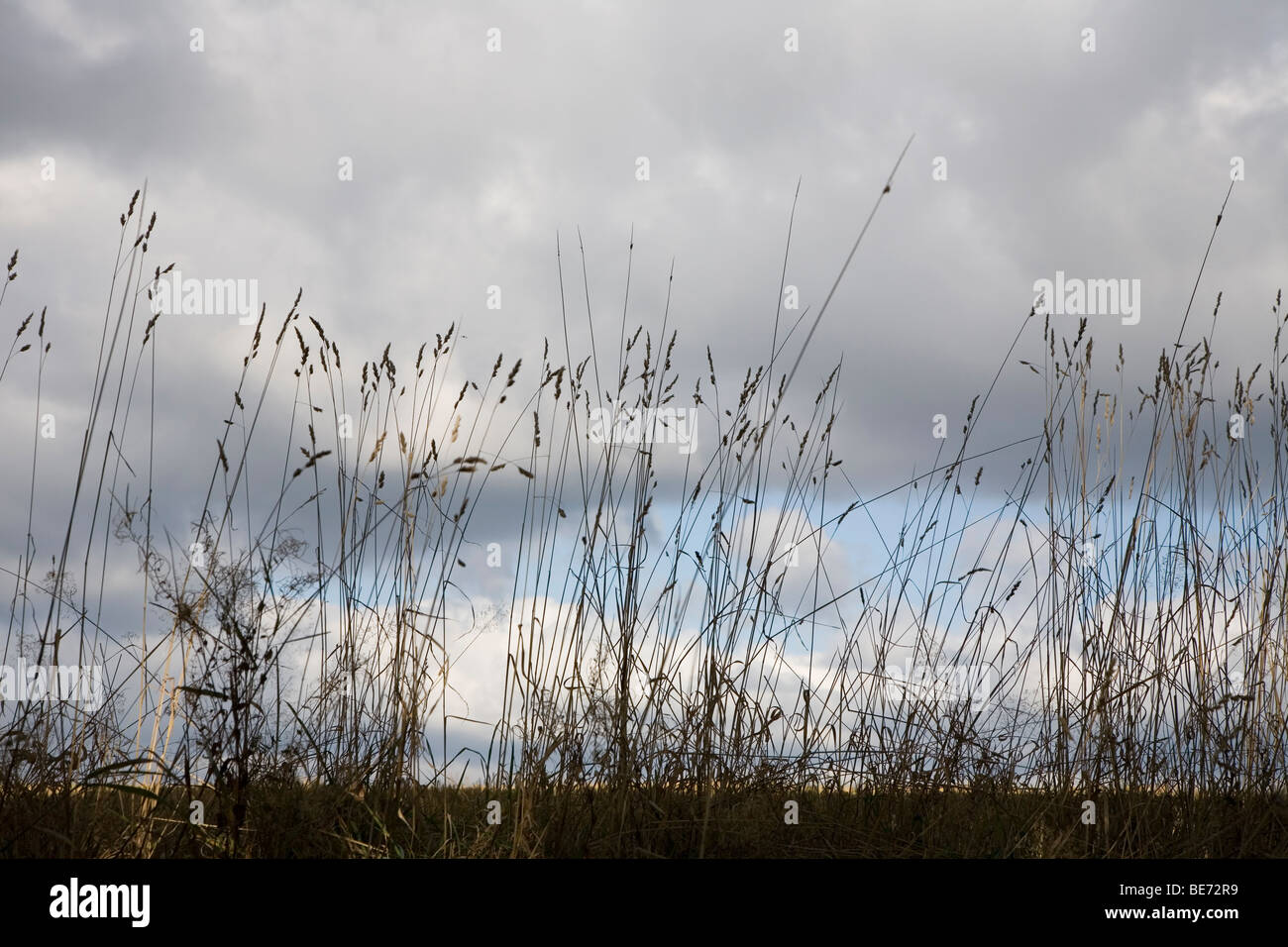 Erba selvatica crescente sul bordo di campo Hammerwald, Selb, Fichtelgebirge, Baviera, Germania Foto Stock
