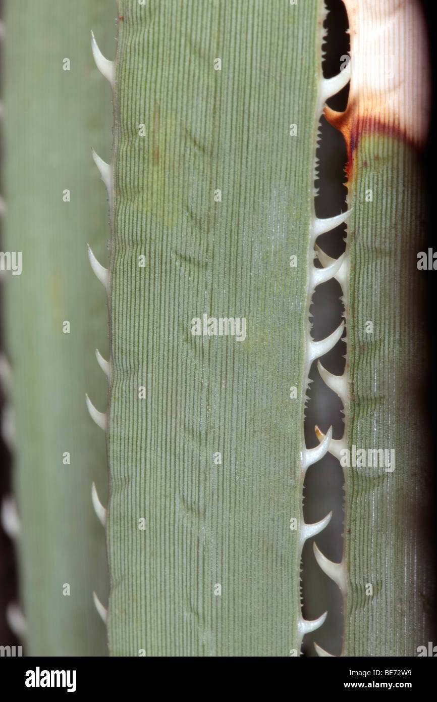 Close-up di Dasylirion wheeleri/Sotol/cucchiaio di deserto di foglie che mostra denti marginali- famiglia agavaceae Foto Stock