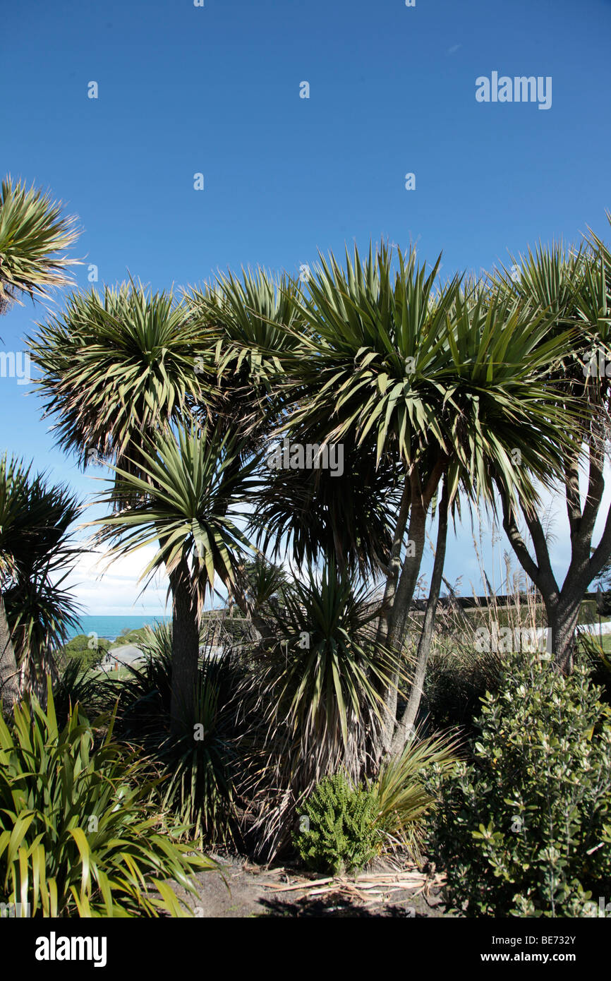 Nativo di alberi di cavolo ( Cordyline australis ), Timaru,Canterbury sud,Isola del Sud,Nuova Zelanda Foto Stock