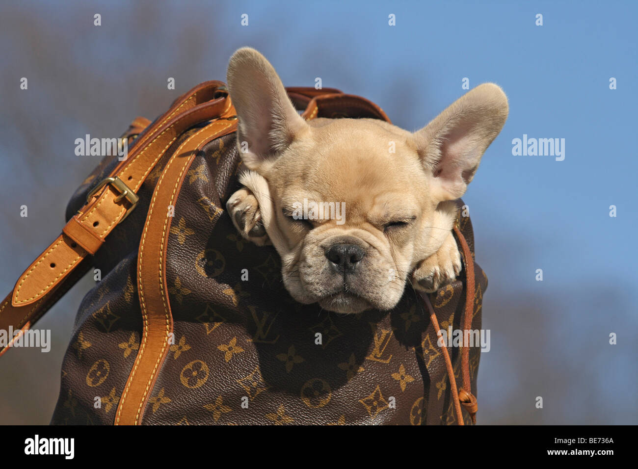 Bulldog francese, 12 settimane, in uno zaino, dormendo Foto stock - Alamy