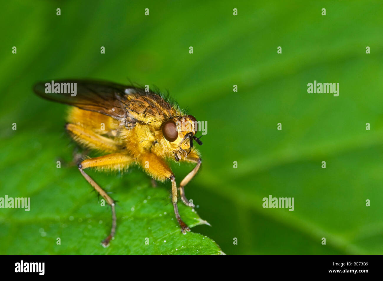 Comune di sterco di giallo fly (Scathophaga stercoraria) Foto Stock