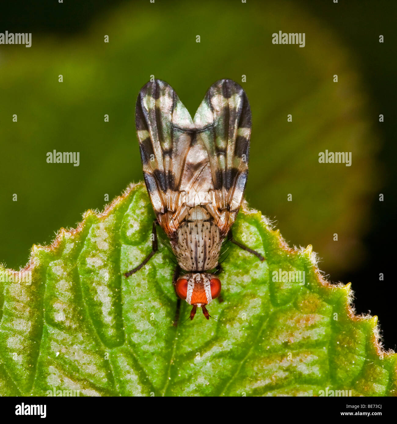 Fly (ordine Ditteri, sottordine Brachycera) Foto Stock