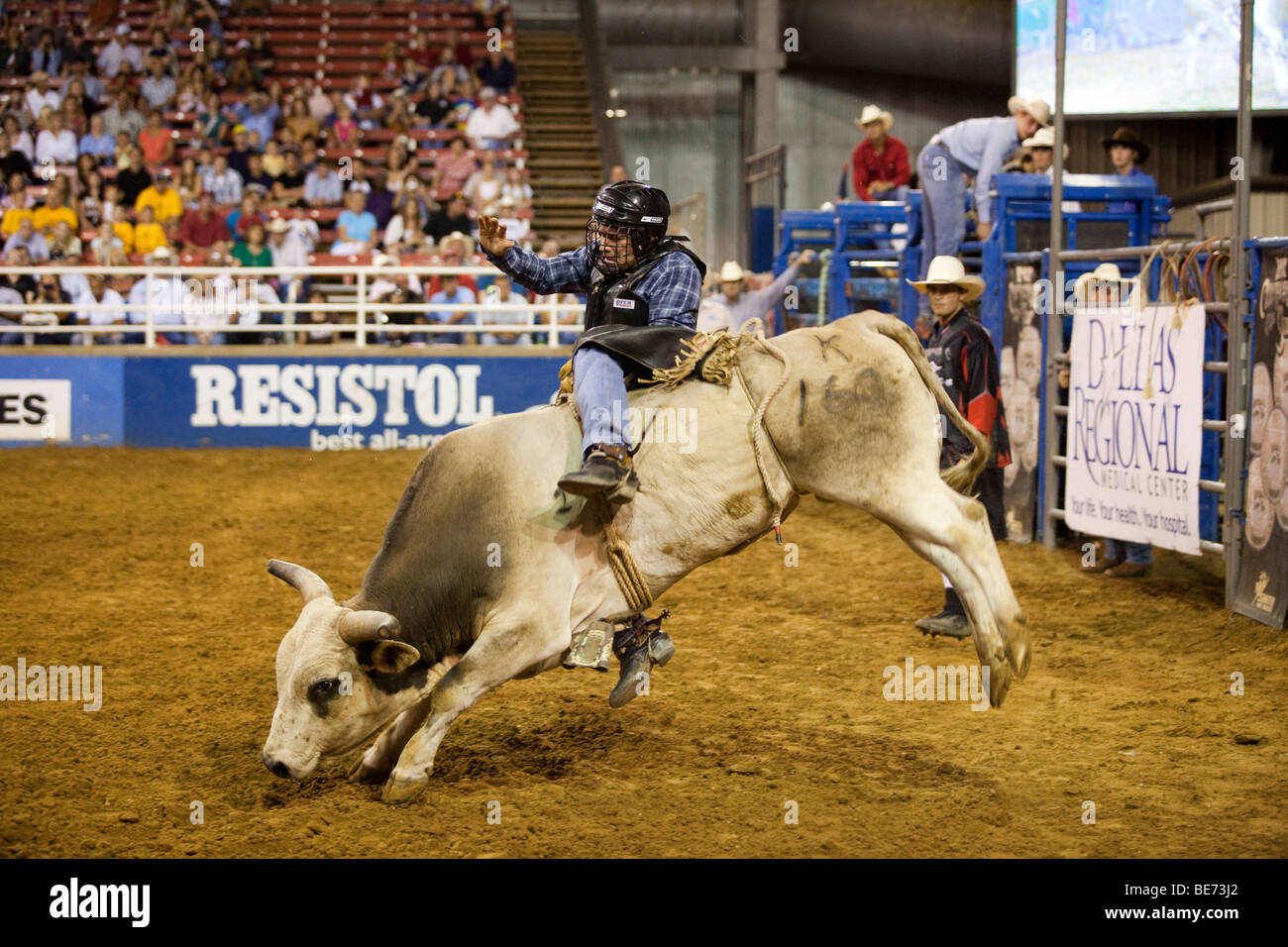 Cowboy da rodeo bull riding al campionato di Mesquite Rodeo, Mesquite, Texas, Stati Uniti d'America Foto Stock