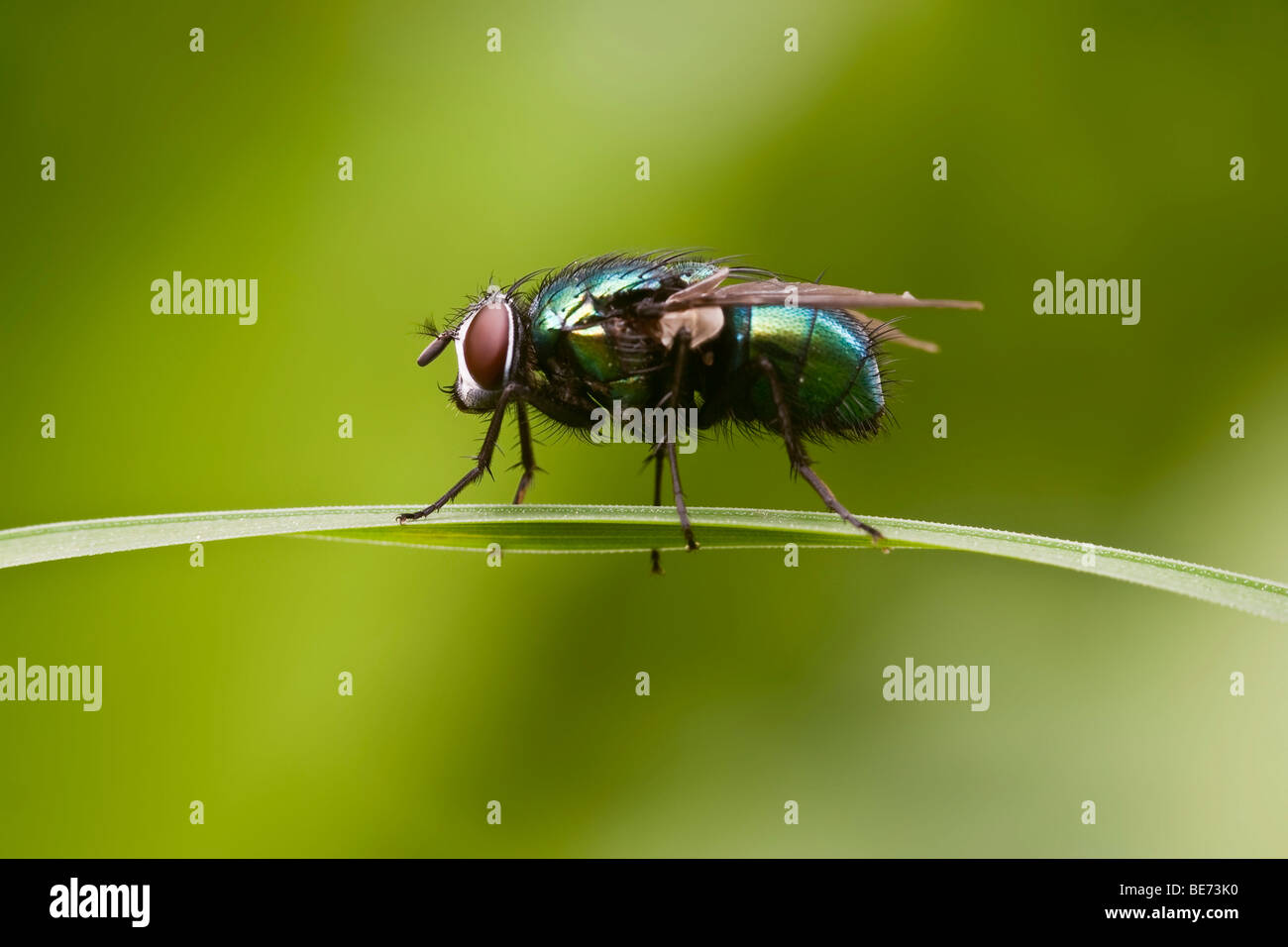 Greenbottle fly (Lucilia caesar) Foto Stock