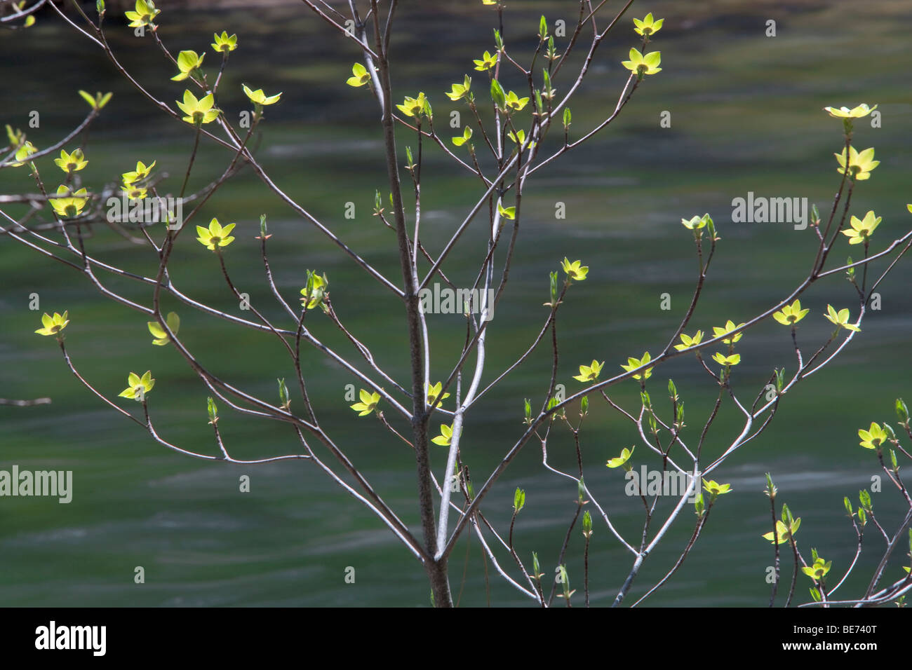 Corniolo alberi in fiore con fiume Merced. Parco Nazionale di Yosemite in California Foto Stock