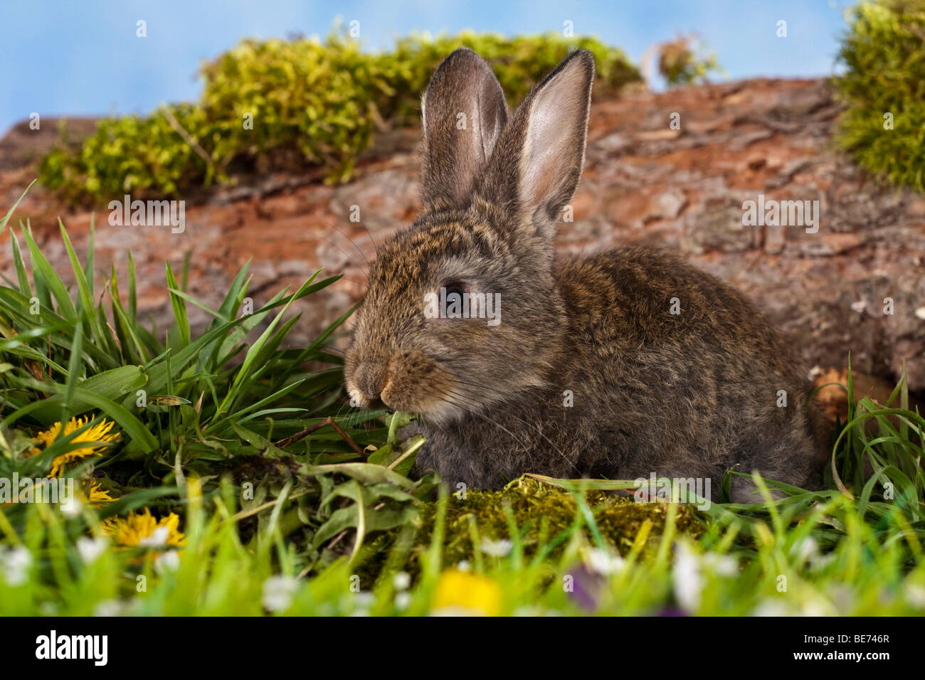 Pet marrone coniglio seduto davanti a un tronco di albero, su di un prato di fiori Foto Stock