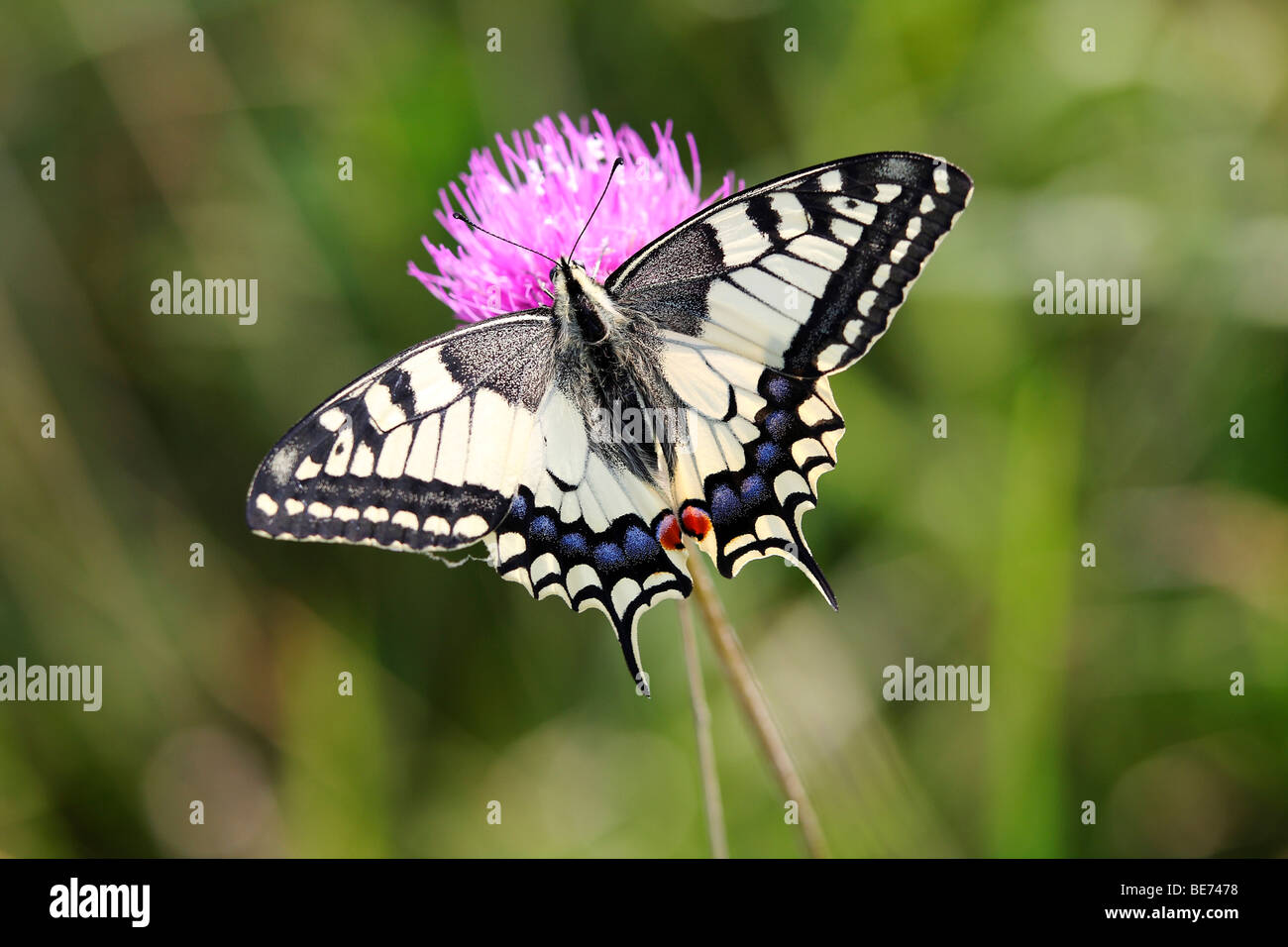Il vecchio mondo coda forcuta (Papilio machaon) farfalla su un fiore, Burgenland, Austria, Europa Foto Stock