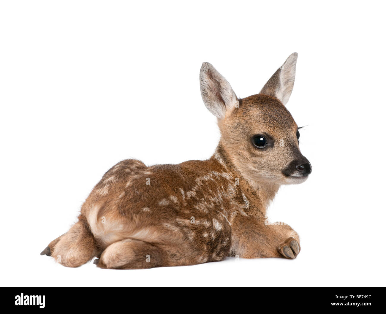 Il Roe Deer Fawn, Capreolus capreolus, 15 giorni, di fronte a uno sfondo bianco Foto Stock