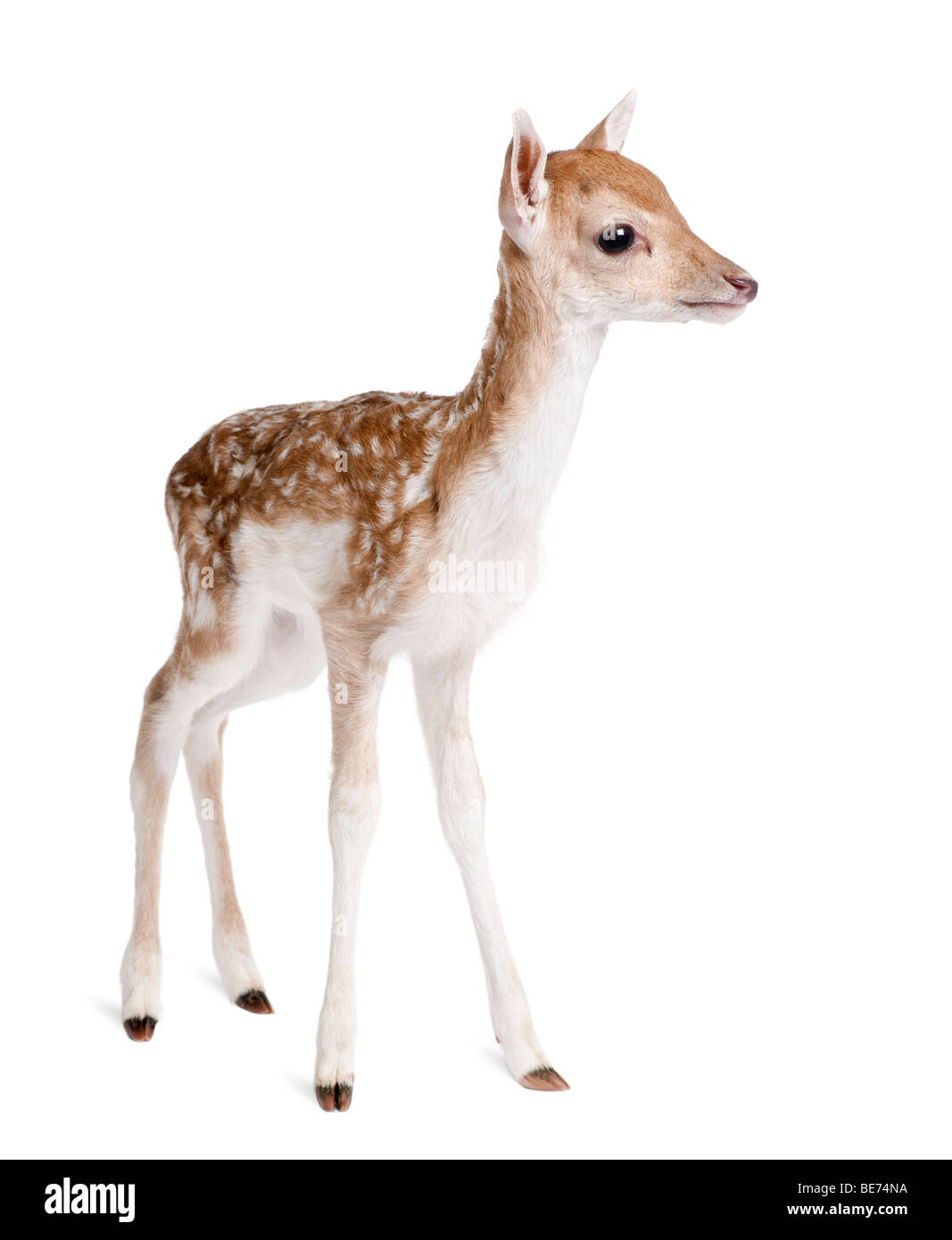 Daini fulvo, Capreolus capreolus, 5 giorni di età, di fronte a uno sfondo bianco, studio shot Foto Stock