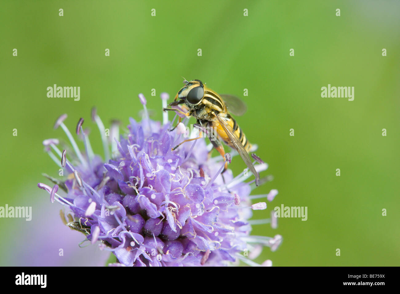 Hover fly Helophilus pendulus alimentazione su Devils bit scabious fiore. Foto Stock