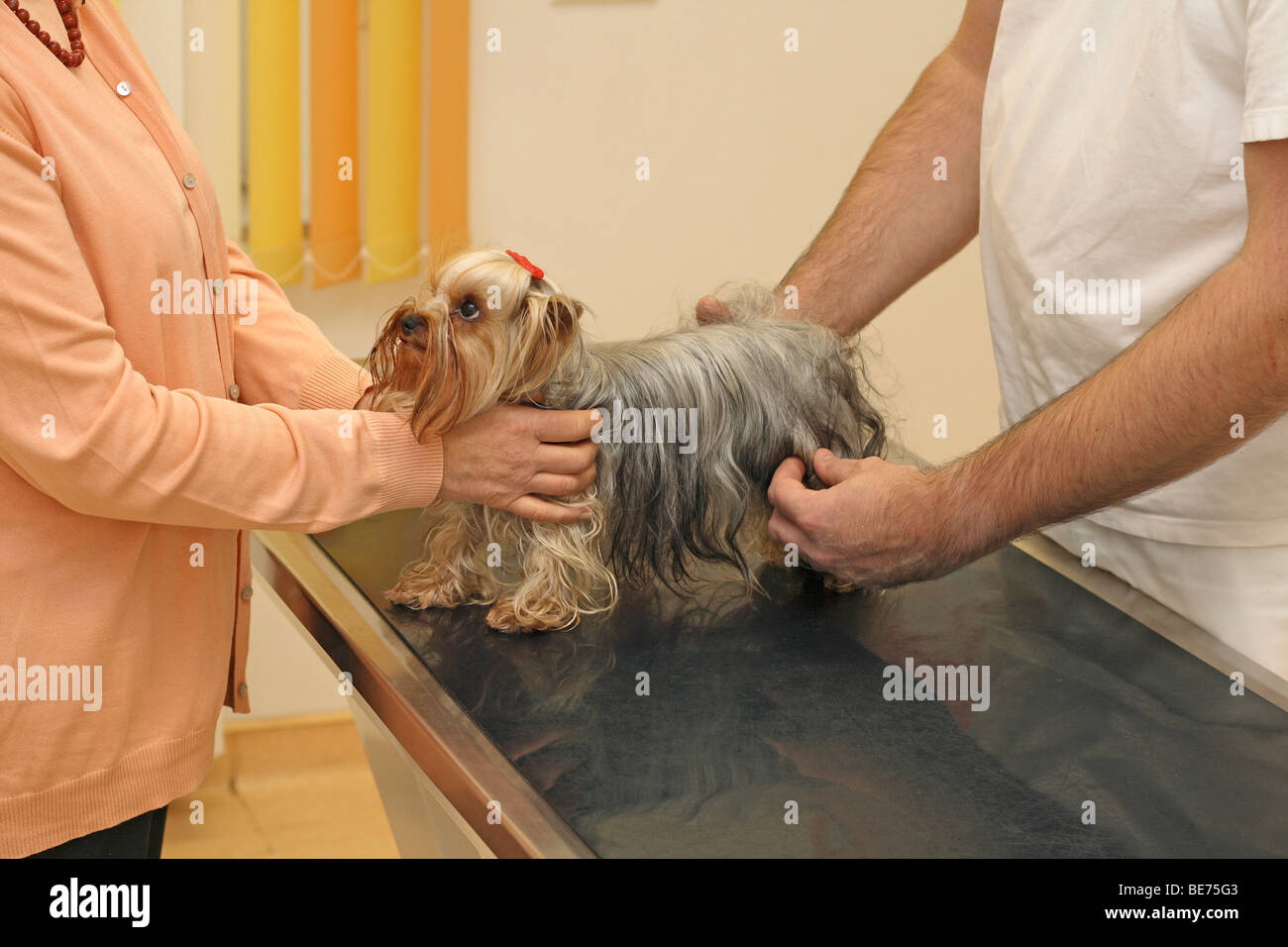 Yorkshire Terrier in corso di esame da parte del veterinario Foto Stock