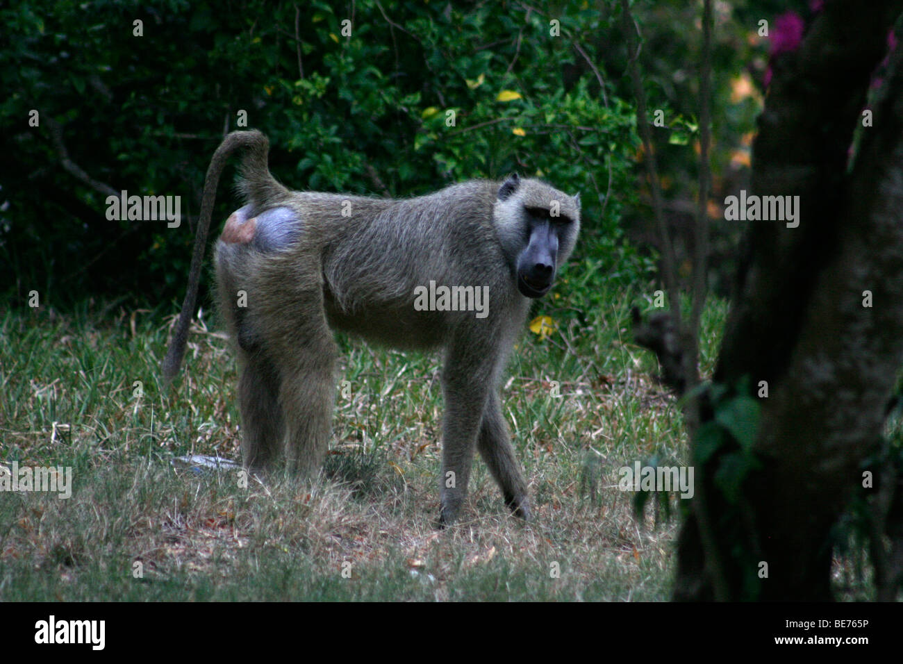 Maschio adulto babbuino, Diani Beach Mombasa, in Kenya Foto Stock