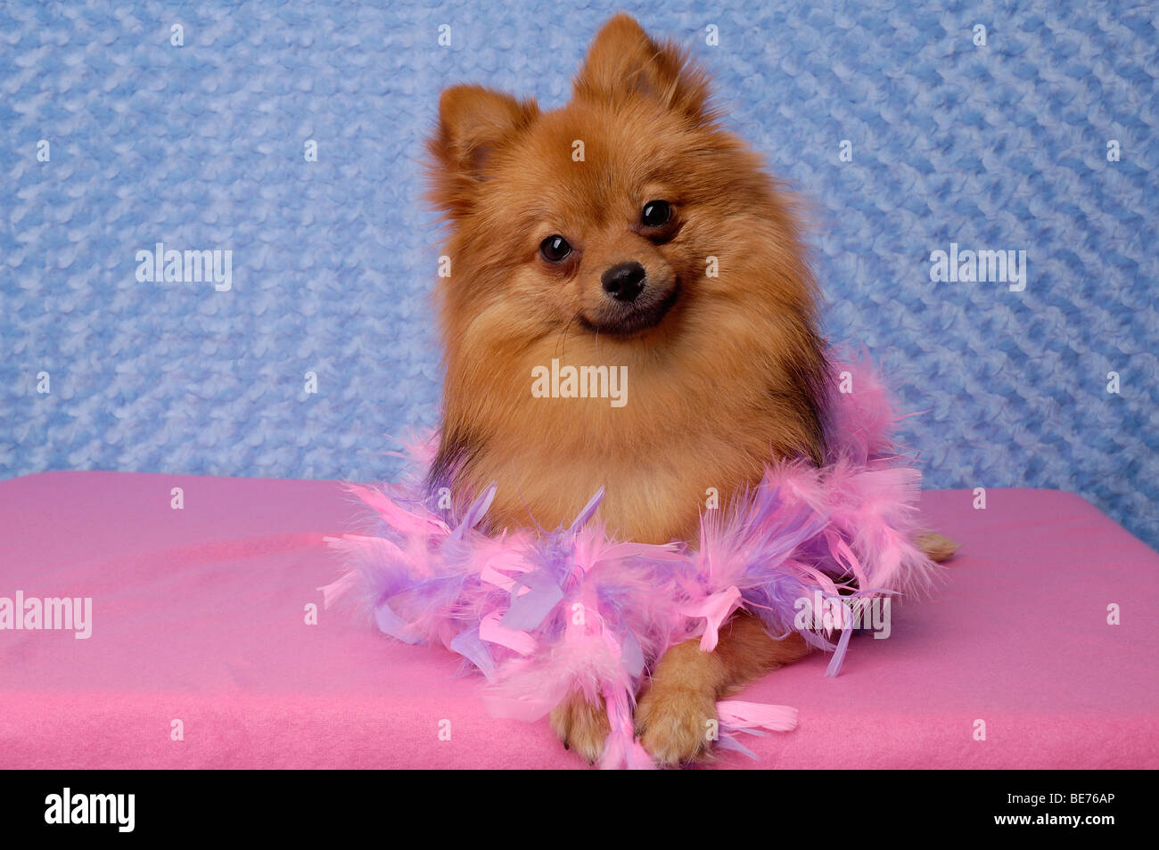 Ritratto in studio di un cane di Pomerania con una boa di piume. Foto Stock