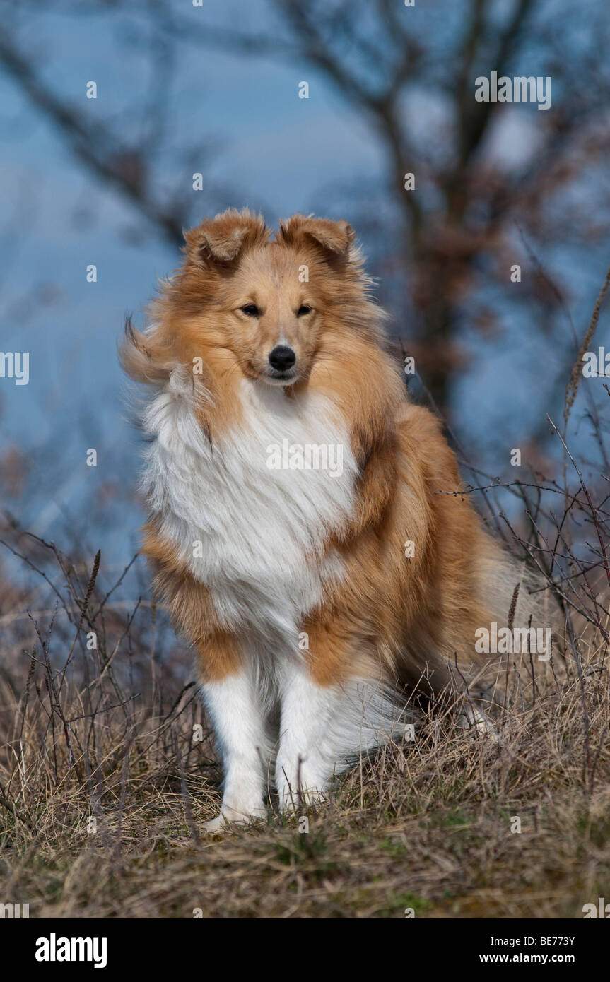 Sheepdog Shetland, in piedi Foto Stock